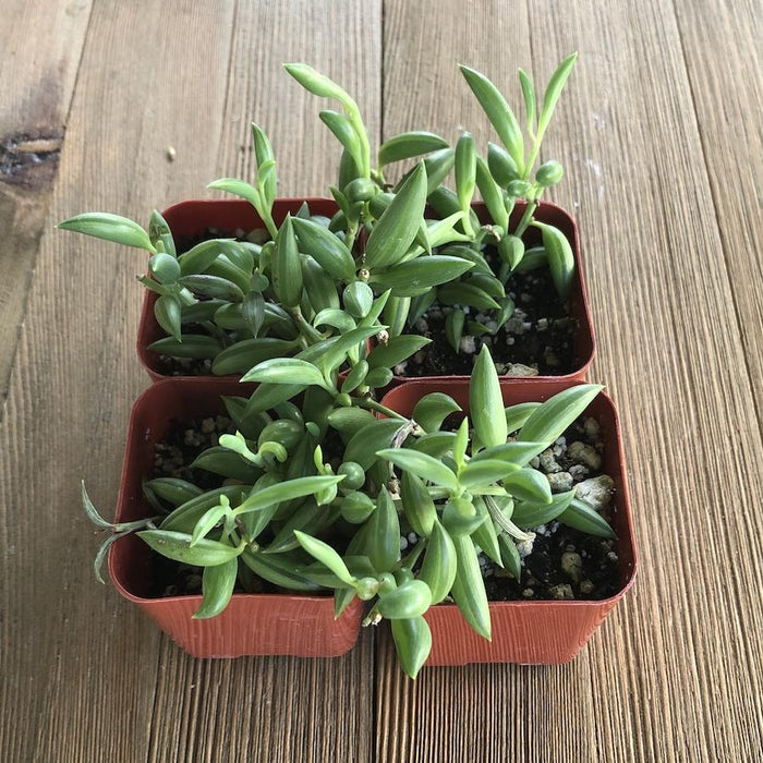 succulent that looks like little bananas String of Bananas - Senecio radicans