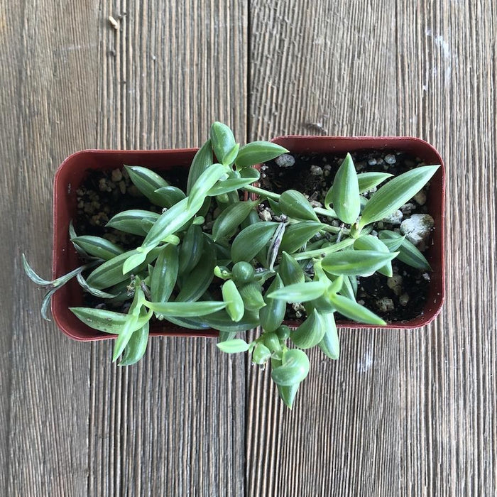 succulent that looks like bananas String of Bananas - Senecio radicans