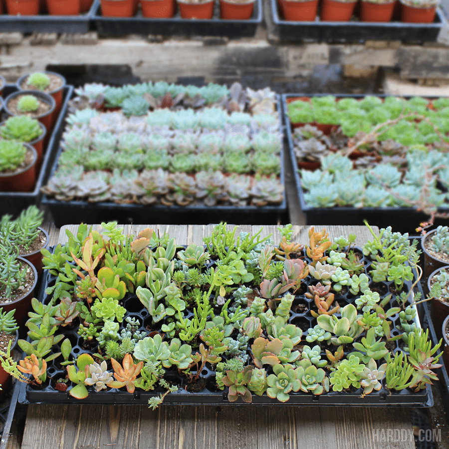 Succulent Plug and Play Pack - 105 Assorted