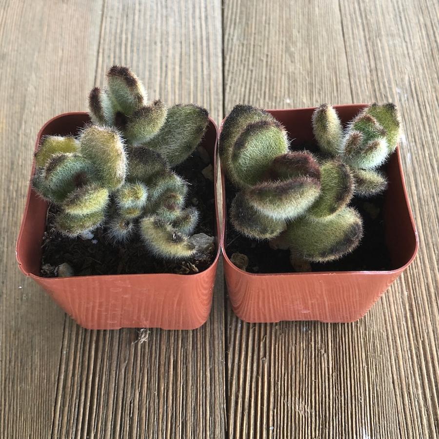teddy bear succulent Teddy Bear Fuzzy Succulent - Kalanchoe Tomentosa