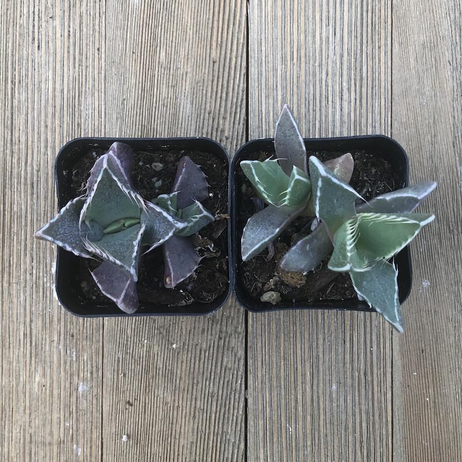 tiger jaw succulent squishy Tiger Jaws - Faucaria tigrina