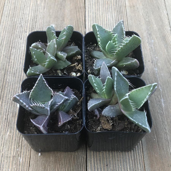 tiger plant succulent Tiger Jaws - Faucaria tigrina