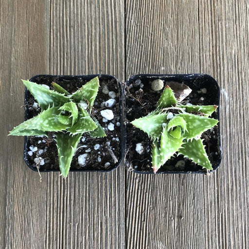 succulent with teeth Tiger Tooth Aloe - Aloe juvenna - 2 inch