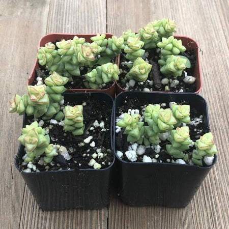 Tom Thumb Crassula - Hybrid - 2 inch