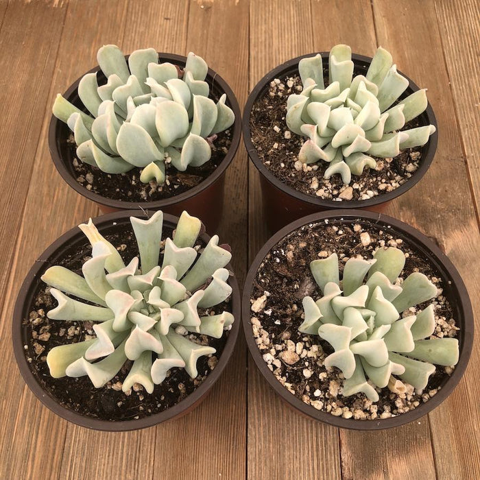 topsy turvy succulent plant Topsy Turvy Echeveria - 4 Inch