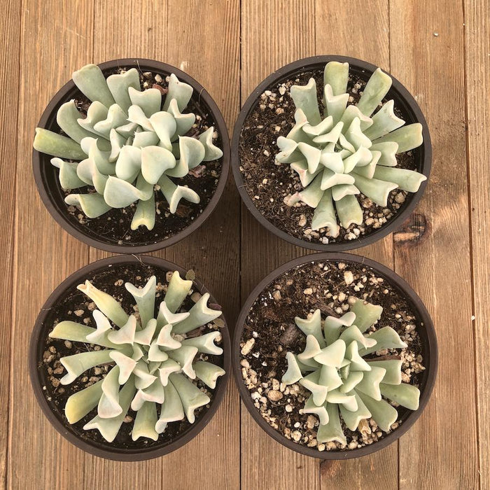 topsy turvy succulent Topsy Turvy Echeveria - 4 Inch
