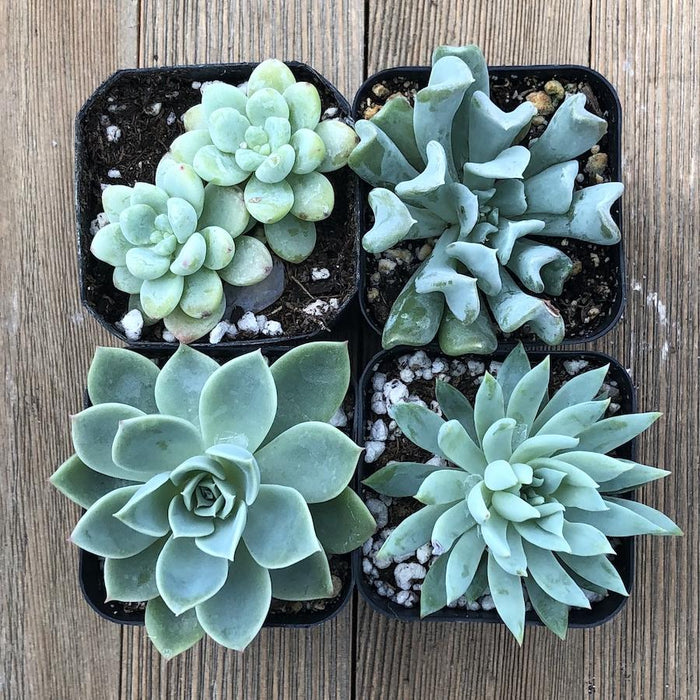 Trendy Mint Succulents | Pack | Harddy