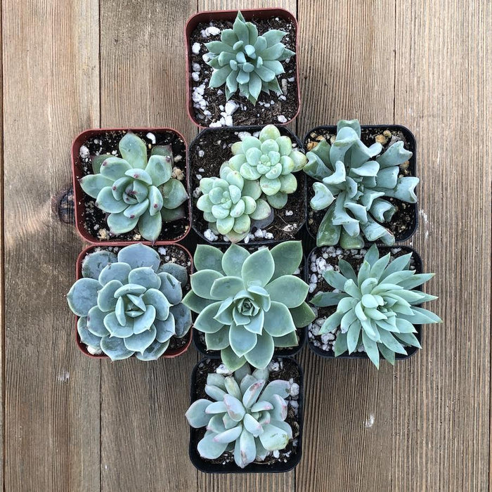 trendy succulents Trendy Mint Succulents