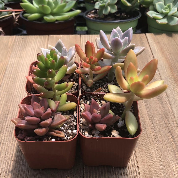 two succulents in one pot Colorful Mini Succulent Arrangement - Two in Two