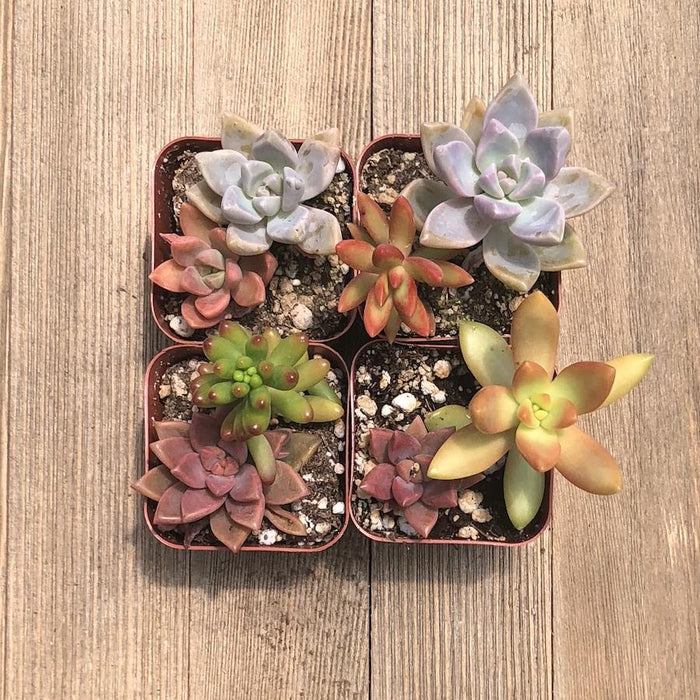 colorful succulent arrangements Colorful Mini Succulent Arrangement - Two in Two