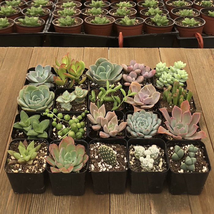 purchasing succulents Unique Succulent Collection