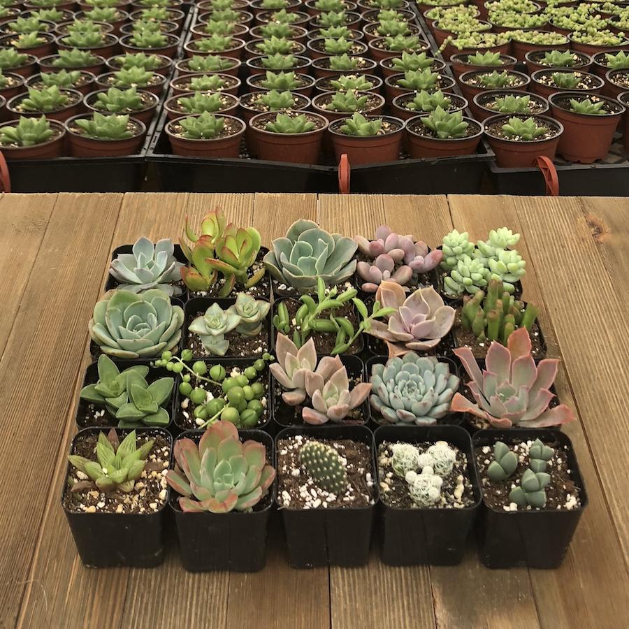 succulents stockton ca Unique Succulent Collection