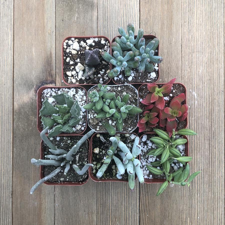succulents for sale amazon Unusual Succulent Plant Collection