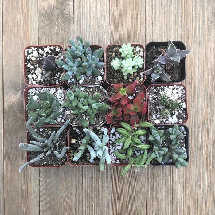 cool succulents for sale Unusual Succulent Plant Collection
