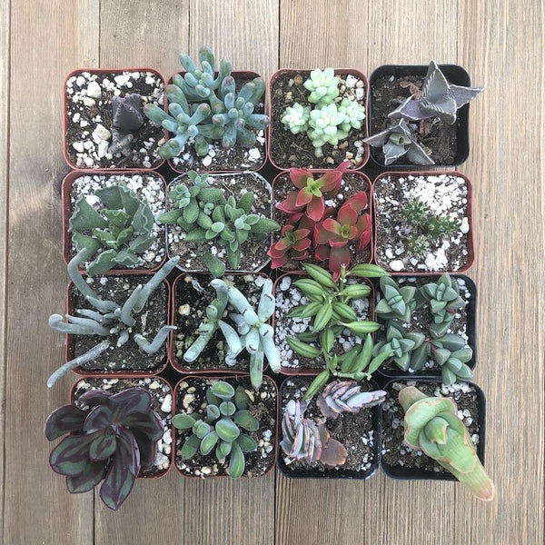 Unusual Succulent Plant Collection | Pack | Harddy