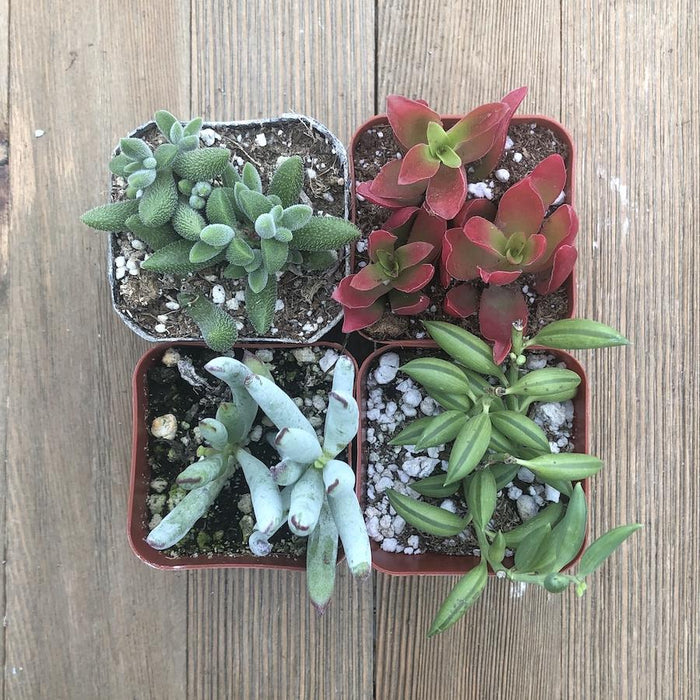unusual succulent arrangements Unusual Succulent Plant Collection