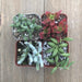 Unusual Succulent Plant Collection | Pack | Harddy