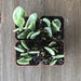 Variegated Jade - Crassula ovata Variegata - 2 inch | Plant | Harddy
