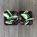 Variegated Jade - Crassula ovata Variegata - 2 inch | Plant | Harddy