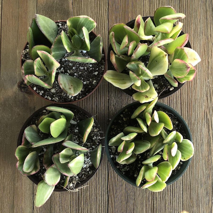 variegated jade plant crassula ovata variegata Variegated Jade - Crassula ovata Variegata - 4 inch