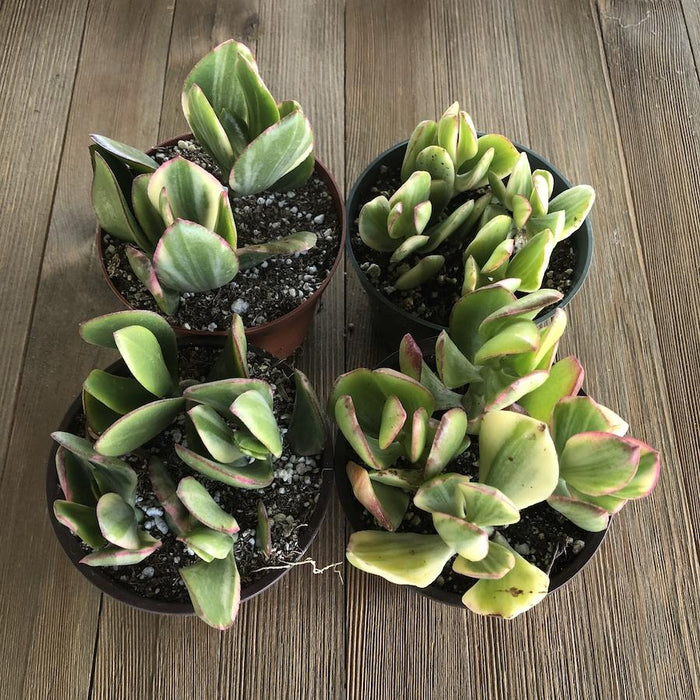 variegated jade plant Variegated Jade - Crassula ovata Variegata - 4 inch