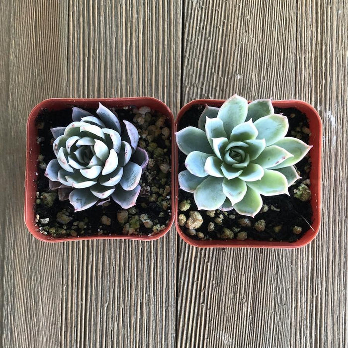 queen succulent Echeveria Violet Queen