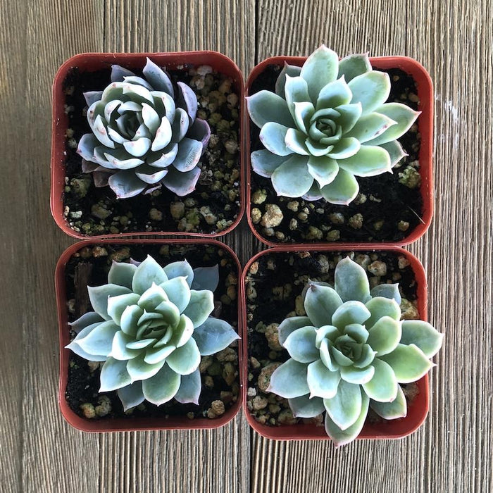 purple queen succulent Echeveria Violet Queen