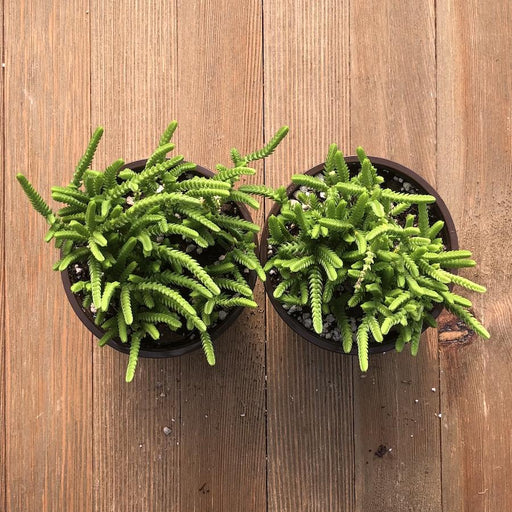 watch chain succulent Watch Chain - Crassula muscosa - 4 Inch