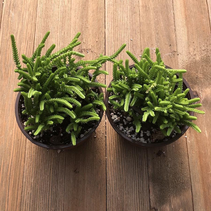 watch chain succulent size Watch Chain - Crassula muscosa - 4 Inch