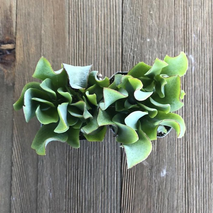 wavy jade succulent Wavy Jade - Crassula Ripple Jade