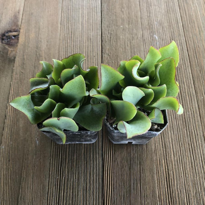 wavy succulent plant Wavy Jade - Crassula Ripple Jade