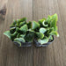 Wavy Jade - Crassula Ripple Jade | Plant | Harddy