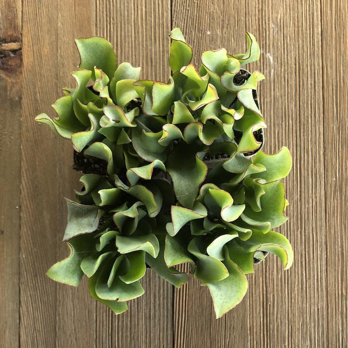 curly leaf jade plant Wavy Jade - Crassula Ripple Jade