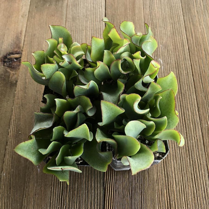 fluted jade plant Wavy Jade - Crassula Ripple Jade