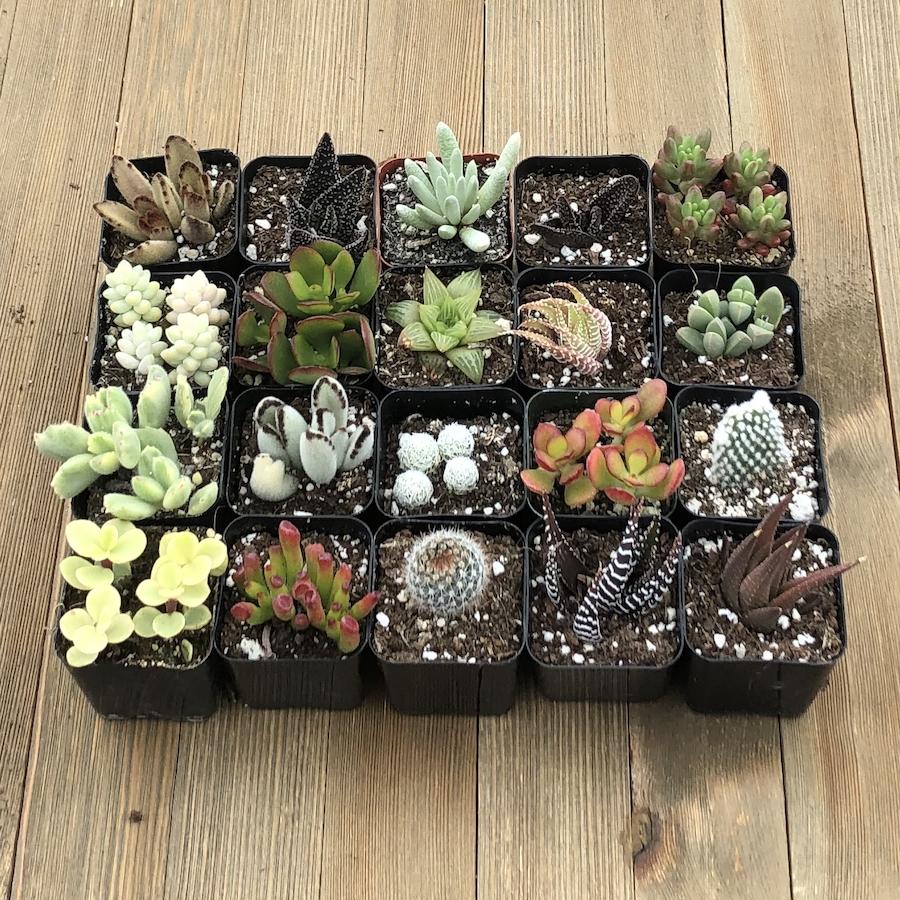windowsill succulent planter Windowsill Succulent Collection