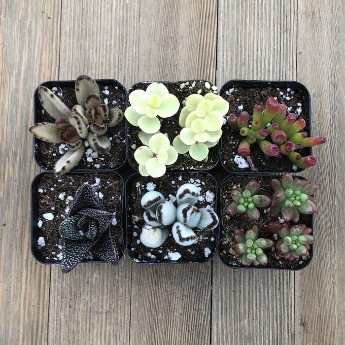 succulents on windowsill Windowsill Succulent Collection
