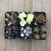 Windowsill Succulent Collection | Pack | Harddy