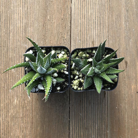 Zebra Plant - Haworthia fasciata - 2 Inch