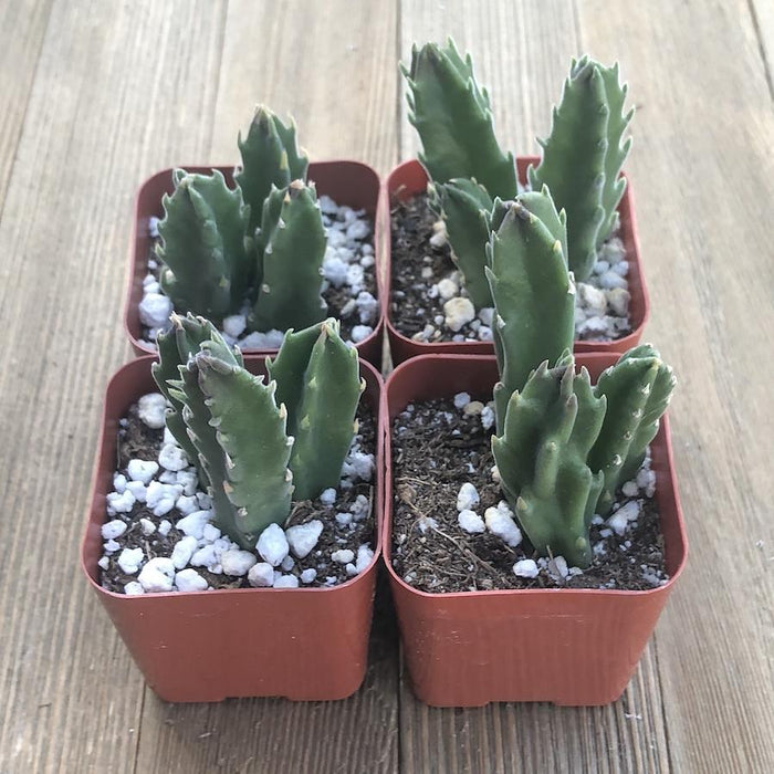 Polka Dot Cacti - Opuntia Mini Cactus  Premium Succulents Direct From the  Nursery