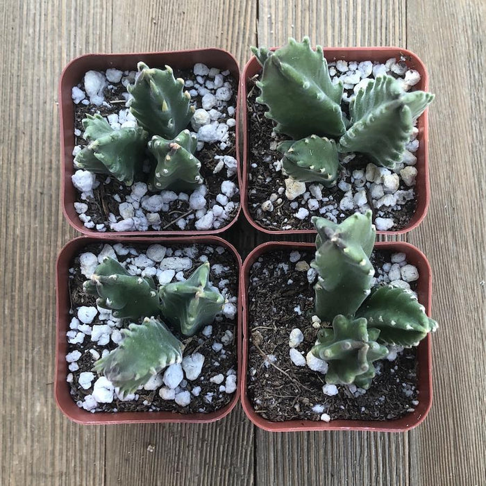 starfish succulent for sale Starfish Flower Cactus - Stapelia grandiflora