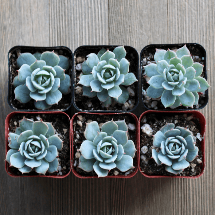 domingo succulent Echeveria Domingo - Domingo Hen and Chicks