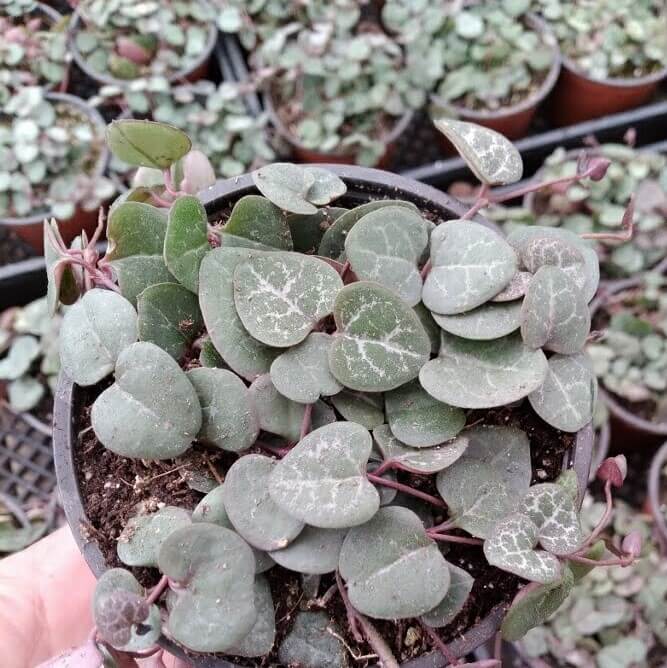 ceropegia woodii succulent 4" String of Hearts, Ceropegia Woodii