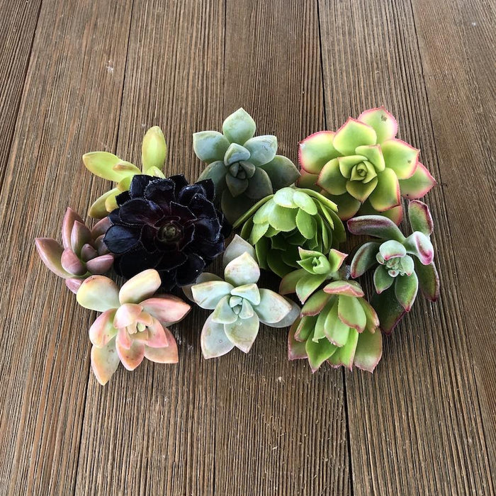 rosette succulent cuttings 5/10/15/20/30 Assorted Rosette Succulent Cuttings