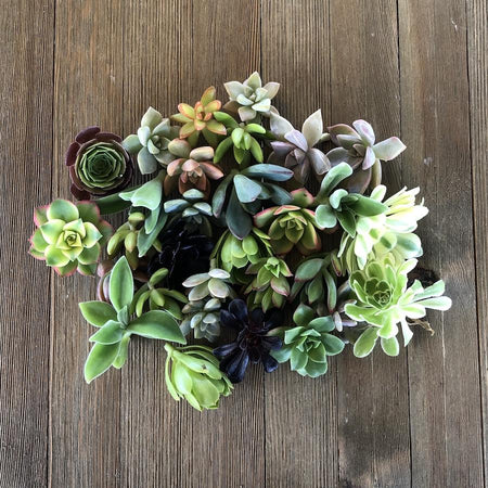bulk succulent cuttings for sale 5/10/15/20/30 Assorted Rosette Succulent Cuttings