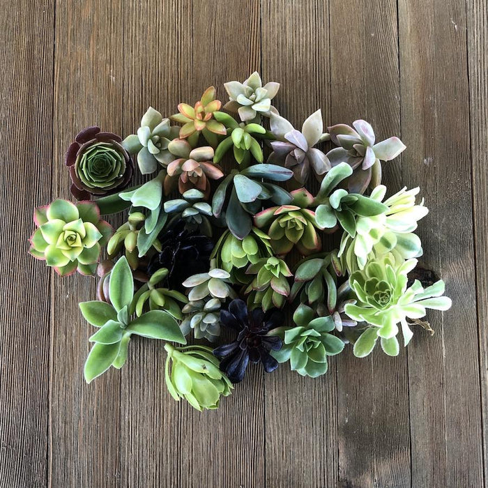 succulent cuttings bulk 5/10/15/20/30 Assorted Rosette Succulent Cuttings