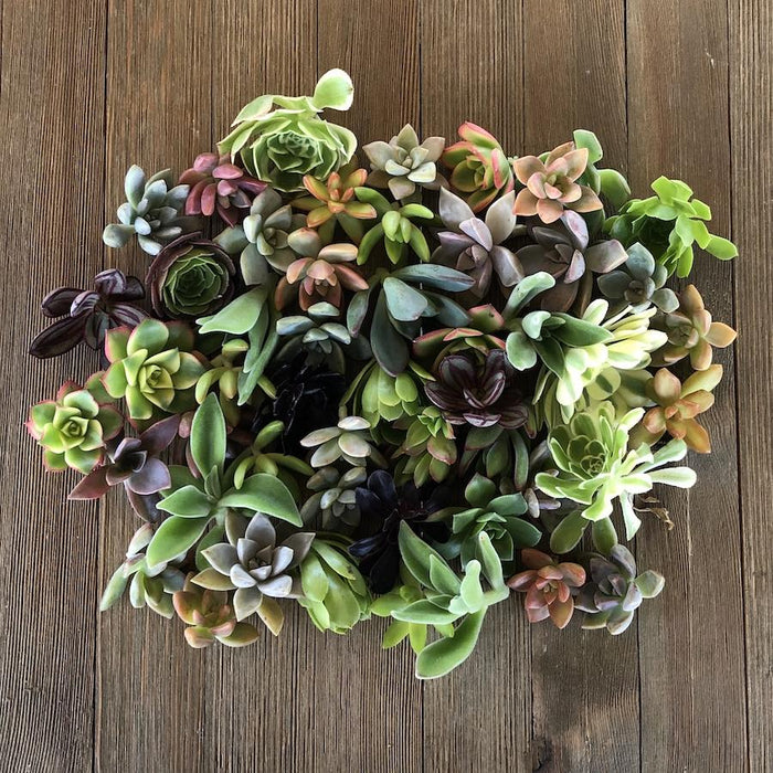100 succulent cuttings Assorted Rosette Succulent Cuttings