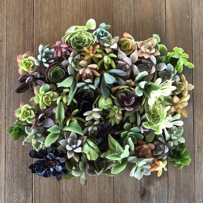 succulent clippings for sale Assorted Rosette Succulent Cuttings